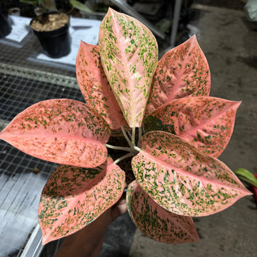 Aglaonema Orange Stardust