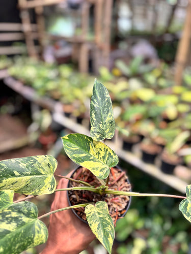 Philodendron Emerald Ice