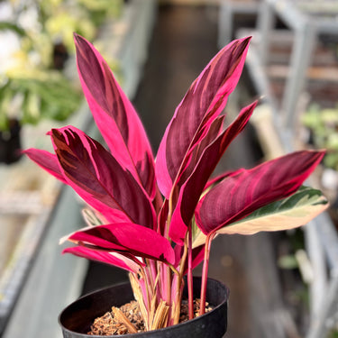Calathea Triostar Variegated - A potted Calathea O望天竹 (Calathea Ornata) plant with vibrant magenta-pink and deep burgundy variegated leaves, shown in a black nursery pot against a blurred greenhouse background.