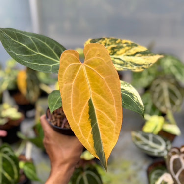 Anthurium Magna Porti x Ferrari Variegated