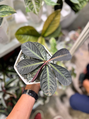 Labisia Serimbu