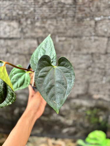 Ps10-12 Anthurium Noid x Luxurians