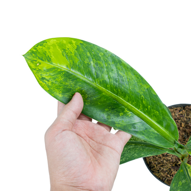 Dieffenbachia aurea variegated