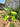Philodendron Burle Marx Variegated