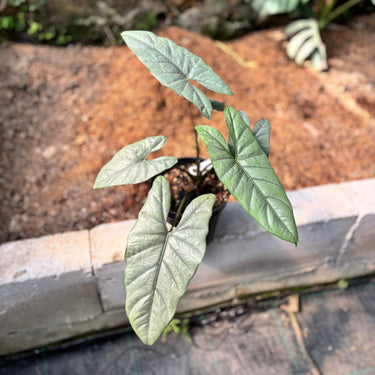 Ps10-15 Alocasia ‘Corazon’