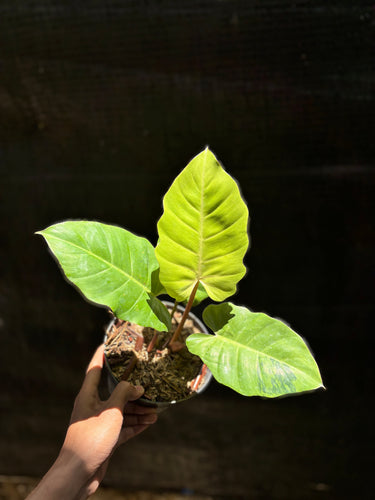 Philodendron Jungle fever variegated