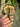 Anthurium Warocqueanum - Mature size - Plantstop.us