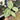 PS0908 Anthurium Silver Chrome