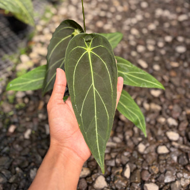 Anthurium Forgetii Long