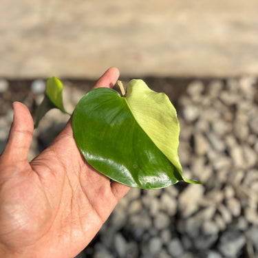 Monstera Lemon Lime
