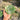 Monstera Devil Monster - Medium