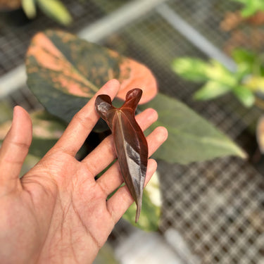 Anthurium Black Venom x RVDP Variegated