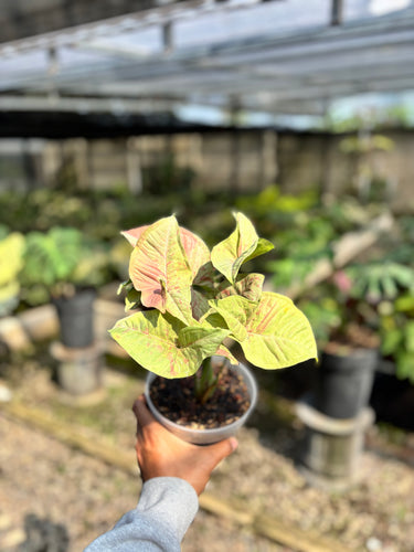 Syngonium Confetti