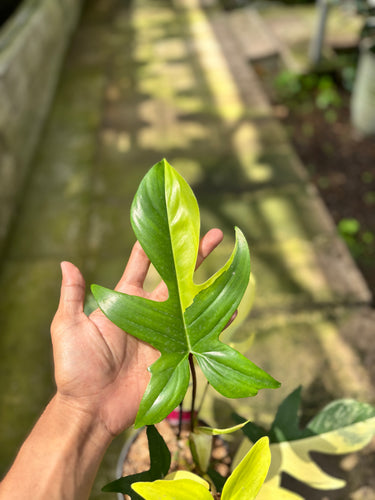 Ps10-29 Philodendron Florida Beauty