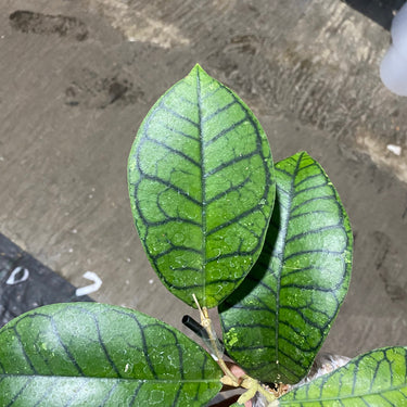 Hoya ranauensis