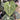 Anthurium Clarinervium - Mature size - Plantstop.us