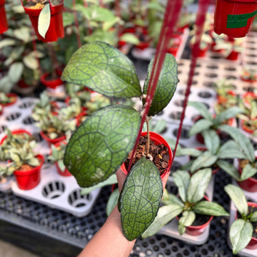 Hoya Clemensiorum Ancient Dragon