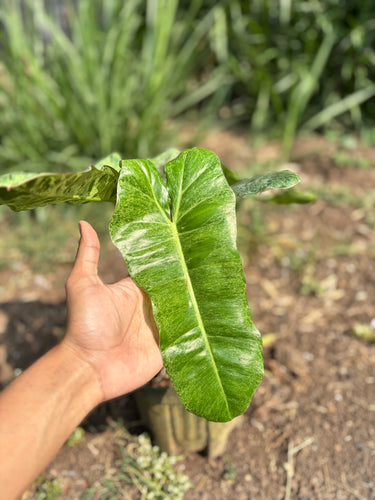 Philodendron Paraiso Verde