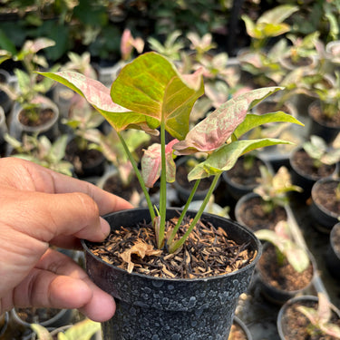 Syngonium Pink Spot