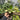 Philodendron Birkin Variegated
