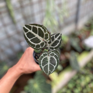 Anthurium Red Tiger