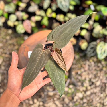 Ps10-05 Anthurium Cherry Blood