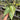 Anthurium Silver ButterFly - Mature size