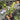 Zamioculcas Zamiifolia Variegated ( Zz Plant ) - 2 Stem