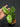 Hoya Forest Orb
