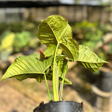 Syngonium Pink Candy