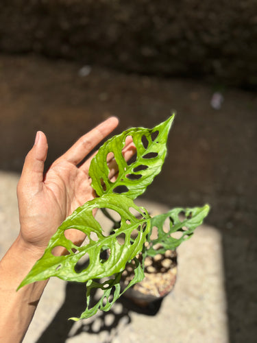 Monstera Obliqua