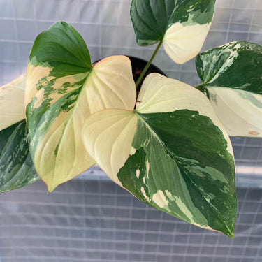 Homalomena Peach