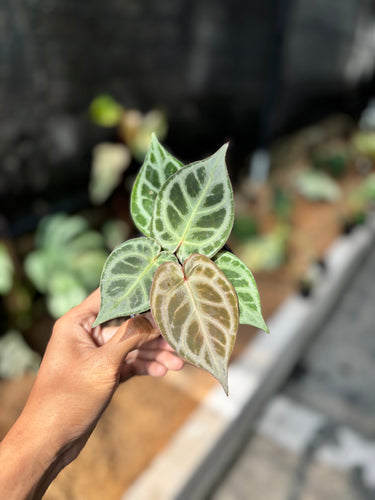 Ps10-54 Anthurium Kos x Rc