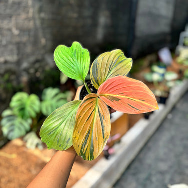 Ps10-17 Kaempferia Pulchra Variegated