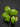 Hoya Latifolia Water Melon