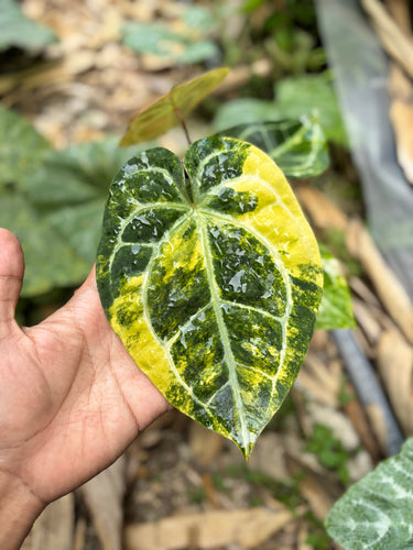 Ps10-52 Anthurium Forgetii Aus x Carla Michelle Variegated