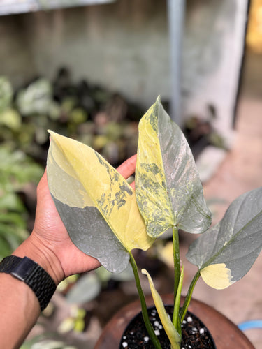 Philodendron Hastatum Silver Sword Variegated