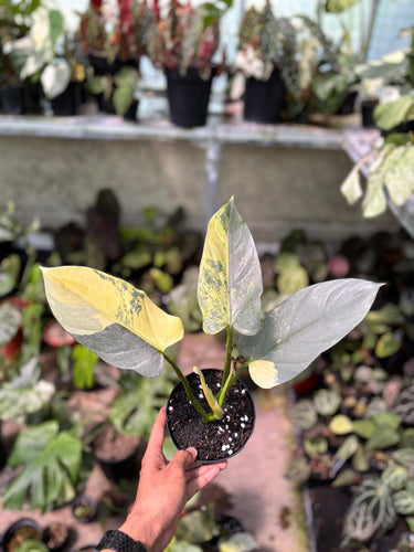 Philodendron Hastatum Silver Sword Variegated