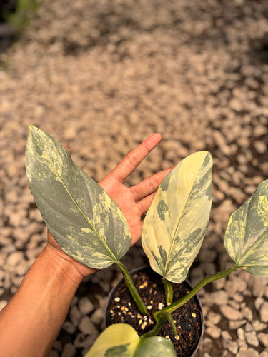 PS0945 Philodendron Hastatum Silver Sword Variegated - Mature