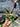 Ps10-26 Monstera Standleyana Aure Variegated - 2 Plant