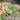 Monstera Devil Monster - Medium