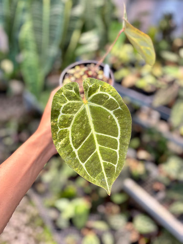 Ps10-49 Anthurium Forgetii x Michelle Variegated