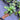 Hoya Obscura Cryptic Chrome