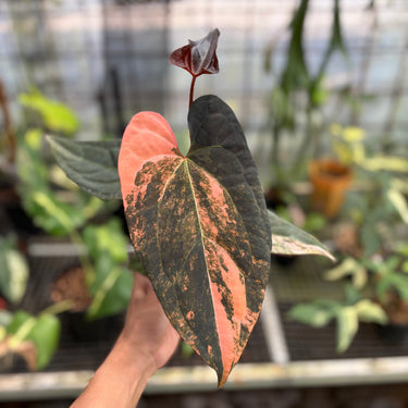 Anthurium Black Venom x RVDP Variegated