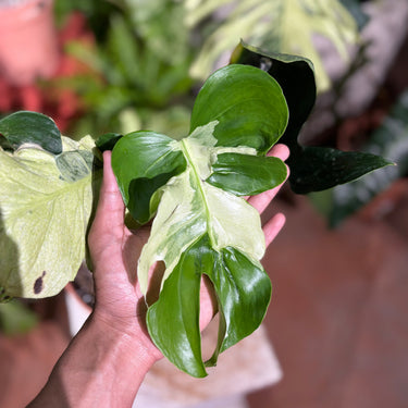 Monstera Deliciosa Ocean Lava