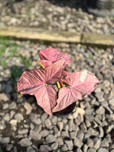 Syngonium Pink Candy