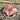Syngonium Pink Candy