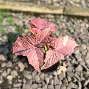 Syngonium Pink Candy