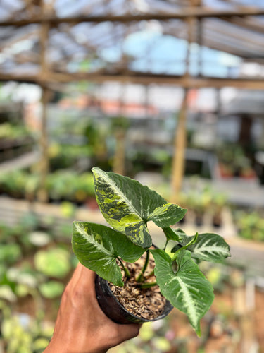 Syngonium scrambled eggs