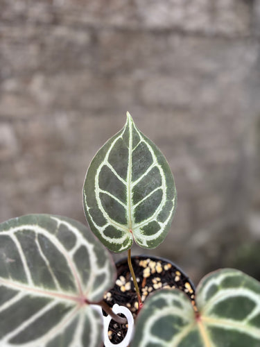 Ps10-13 Anthurium King Of Spades x Red Crystallinum